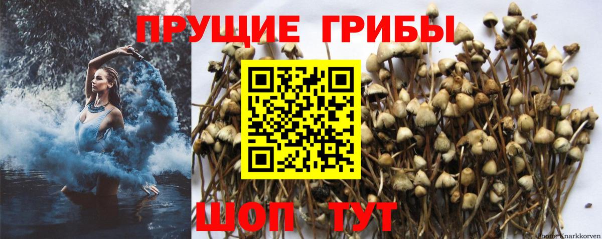 Фролово  Псилоцибиновые грибы ЛСД  купить наркотик  Галлюциногенные грибы MAGIC MUSHROOMS  Вход с VPN 
